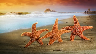ساحل-ستاره دریایی-ستاره-دریا-اقیانوس-اقیانوس و دریا